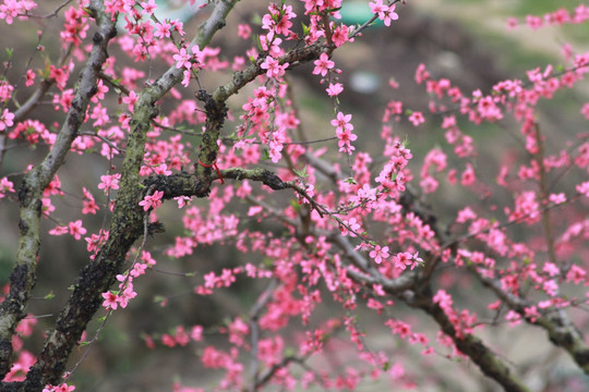 桃花