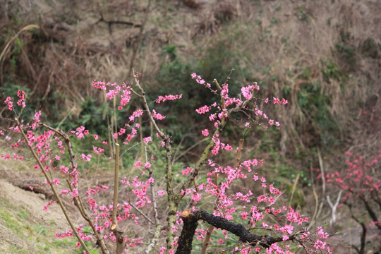 桃花