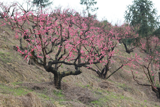 桃花树