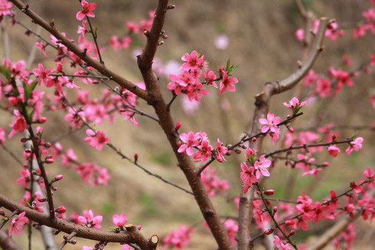 桃花