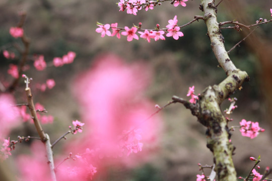 桃花背景素材