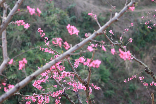 桃花特写