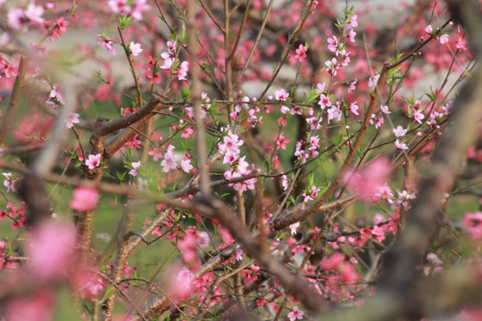 桃花