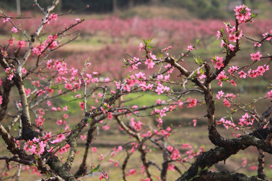 桃花