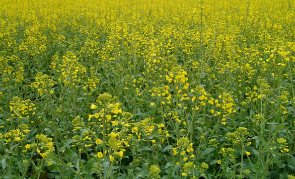 油菜花