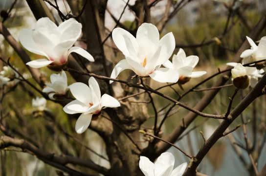 玉兰花 白玉兰