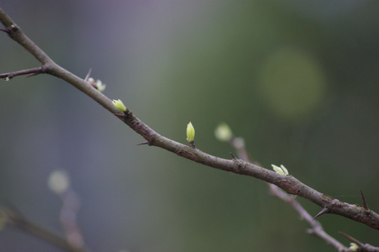 嫩芽