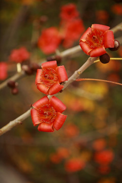 木棉花