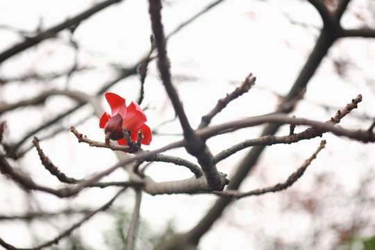 木棉花