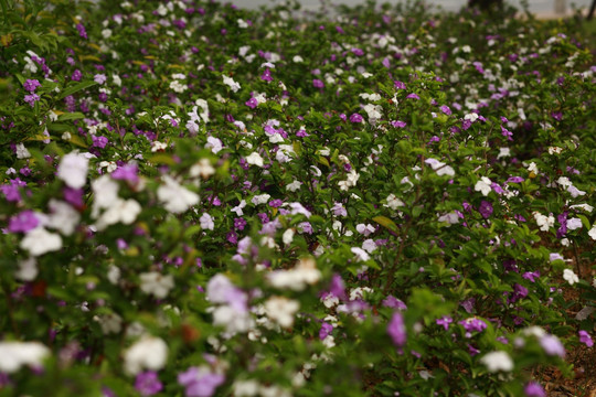 紫色白色小花
