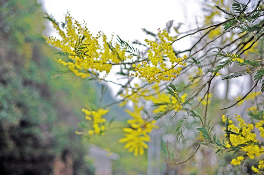 金合欢树花