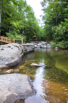 绿树河流