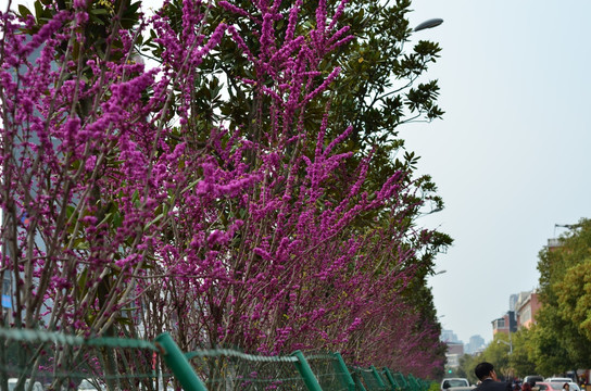 紫荆花路