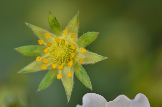 草莓花