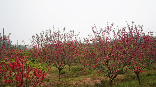 桃花