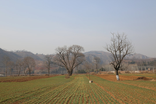 田间风景