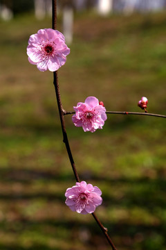 红梅 垂枝 花朵