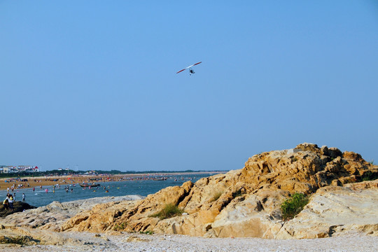 海鸥