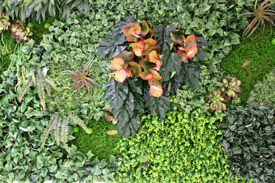 植物墙 绿叶背景 绿化墙 素材