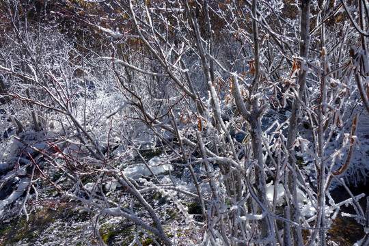 冰雪背景 雾凇 雪景