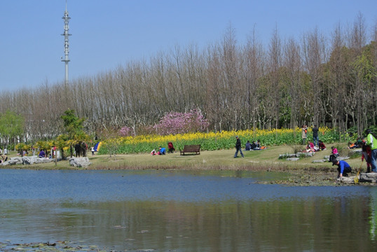 油菜花