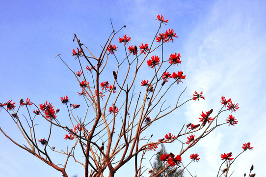 刺桐花