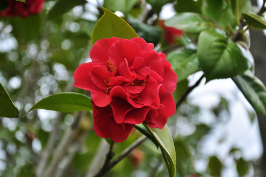 盛开的红色海棠花