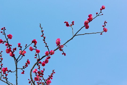 梅花 红梅