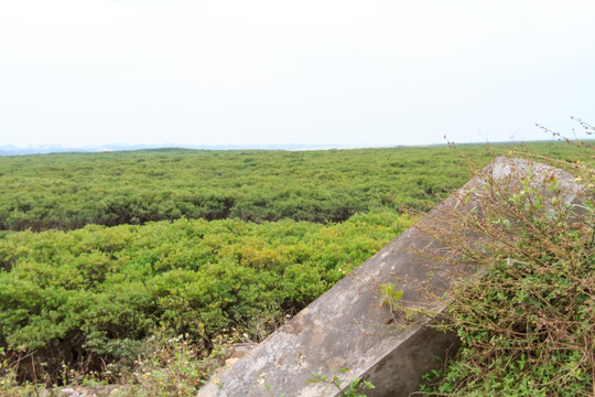 海边 红树林