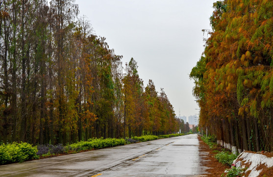 树杉林公路