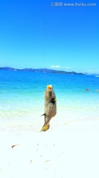 泰国普吉岛 海钓 野生 海河豚