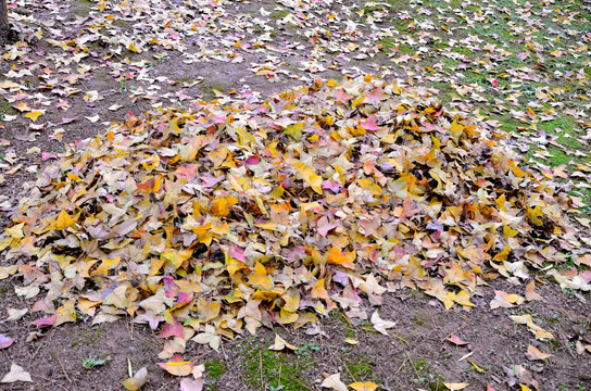 一堆秋叶
