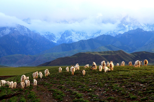 新疆天山羊群