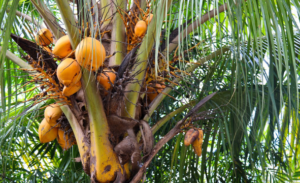 棕榈树 棕榈树果实