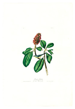 花卉禽鳥(niǎo)類油畫(huà) 高清品質(zhì)