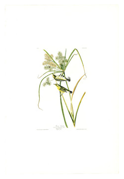 花卉禽鳥(niǎo)類油畫(huà) 高清品質(zhì)