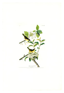花卉禽鳥(niǎo)類油畫 高清品質(zhì)