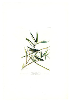 花卉禽鳥類油畫 高清品質(zhì)