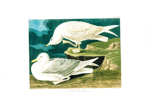 鸭形目禽鸟类油画 高清品质