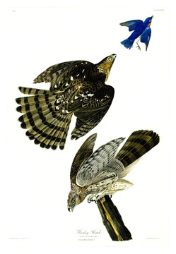 鷹雕猛禽鳥類油畫 高清品質(zhì)