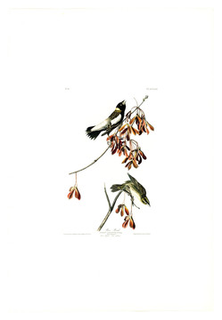 花卉禽鳥類油畫 高清品質(zhì)
