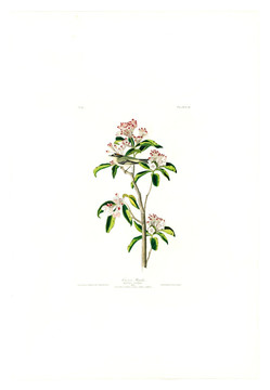 花卉禽鳥類油畫 高清品質(zhì)