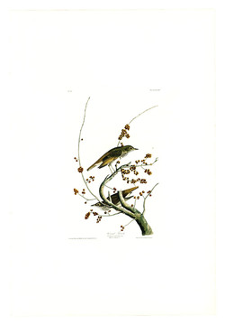 花卉禽鳥類油畫 高清品質