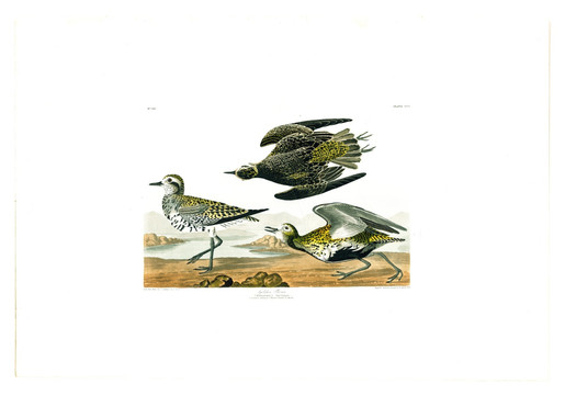 奇異鳥禽鳥類油畫 高清品質(zhì)