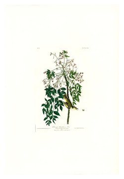 花卉禽鳥(niǎo)類油畫(huà) 高清品質(zhì)