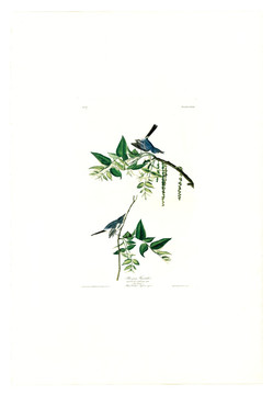 花卉禽鳥類油畫 高清品質(zhì)
