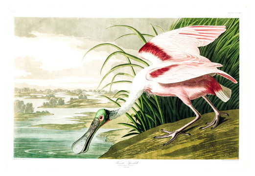 鸛形目禽鳥(niǎo)類(lèi)油畫(huà) 高清品質(zhì)