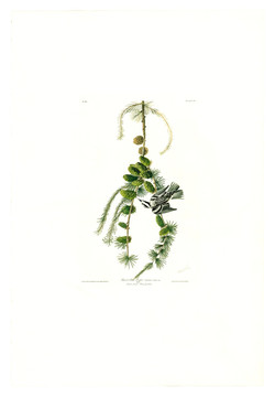 花卉禽鳥(niǎo)類油畫(huà) 高清品質(zhì)
