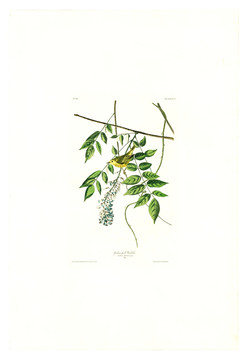 花卉禽鳥類油畫 高清品質(zhì)