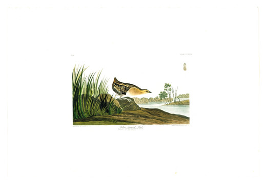 鶴形目秧雞科禽鳥類油畫
